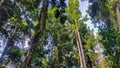 Various types of trees grow towering in the tropical forests of Papua