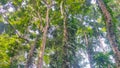 Various types of trees grow towering in the tropical forests of Papua
