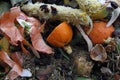 Various vegetable parings and items from the kitchen discarded on a compost heap. Royalty Free Stock Photo
