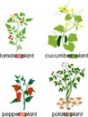 Various vegetable plants