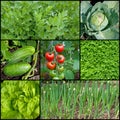 Various vegetables in a collage Royalty Free Stock Photo