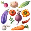 Various Vegetables Set Royalty Free Stock Photo