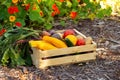 Various vegetables in wooden crate near flower bed in the garden Royalty Free Stock Photo