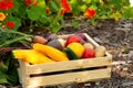 Various vegetables in wooden crate near flower bed in the garden Royalty Free Stock Photo