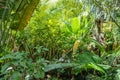 The various vegetation, flowers and trees in the tropical forest in Yanoda Park, Sanya city. Hainan, China