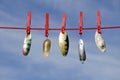 Various vintage metal lures - spoons on cloth string and sky