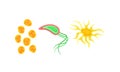 Various Virus, Microbe and Germs of Different Color and Shape Vector Set