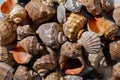 Various warm brown and beige sea shells texture on beach, aesthetic natural minimalist summer vacation background