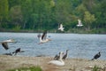 Various water birds on the shore Royalty Free Stock Photo