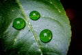 Various water droplets on green leaf