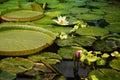 Various water lilies in the pond, tropical landscape