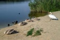 Various waterfowl on the shore of the lake. Royalty Free Stock Photo