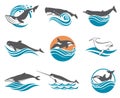 Various whales set