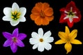 Various white cosmos and rain lily, pink rain lily, orange cosmos, red hippeastrum amaryllis and yellow day lily flowers Royalty Free Stock Photo