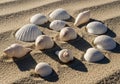 Bivalves and spiraled gastropods, arranged to create a natural, artistic Royalty Free Stock Photo