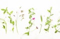 Various wild meadow green herbs on white background top view, flat lay, banner. Border of bright meadow herbs and flowers