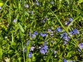 Various wildflowers blooming among gray and green grasses, herbs and weeds Royalty Free Stock Photo