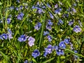 Various wildflowers blooming among gray and green grasses, herbs and weeds Royalty Free Stock Photo