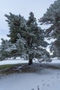 various winter landscape photos in the mountains Royalty Free Stock Photo