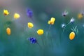 Various yellow and purple wildflowers in the wild.