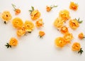 Various yellow roses scattered on a white background, overhead view