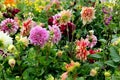 Varity of Garden Flowers blooming