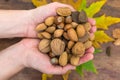 Variuos nuts in hands Royalty Free Stock Photo