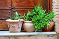 Variuos plants and flowers in colorful pots by a doorstep Royalty Free Stock Photo