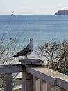 Varna Bulgaria Black sea bird landscape Royalty Free Stock Photo