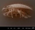 Varroa destructor bee parasite
