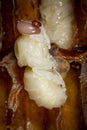 The Varroa destructor bee parasite on a nymph of bee Royalty Free Stock Photo