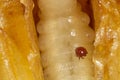 Varroa destructor bee parasite on a nymph of bee Royalty Free Stock Photo
