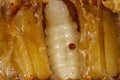 Varroa destructor bee parasite on a nymph of bee Royalty Free Stock Photo