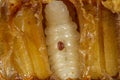 Varroa destructor bee parasite on a nymph of bee Royalty Free Stock Photo