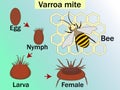 Varroa destructor is an external parasitic mite that attacks the honey bees, cycle. Medical Education Chart of Biology