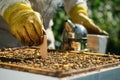 Varroa mite control. Varroa destructor. How to treat bees from varroa mite. The beekeeper treats the bees of the varroa Royalty Free Stock Photo