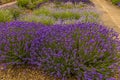 Varying purple hues of lavender in the village of Heacham, Norfolk, UK