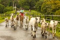 Vasai,Maharashtra, INDIA - September 22, 2018 : An unidentified Indian woman leads her goats to the pasture on September 22, 2018