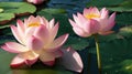 Vasant Panchami, white and pink lotuses