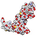 Vascular endothelial growth factor A VEGF A protein molecule. Atoms are represented as spheres with conventional color coding.