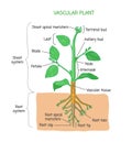 Vascular plant biological structure labeled diagram, vector illustration