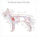 Vascular system of the dog vector illustration