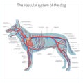 Vascular system of the dog vector illustration