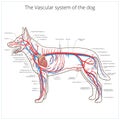 Vascular system of the dog vector illustration