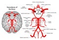 Vasculature of human brain Royalty Free Stock Photo