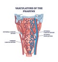 Vasculature of pharynx as throat blood artery and vein system outline diagram