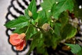 In the vase the Abutilon striatum flower