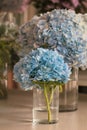 Vase with beautiful blue hydrangea flowers on a wooden table. Royalty Free Stock Photo