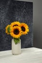 Vase with beautiful sunflowers and double-sided backdrop in photo studio Royalty Free Stock Photo