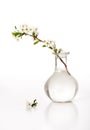 Vase with a cherry branch